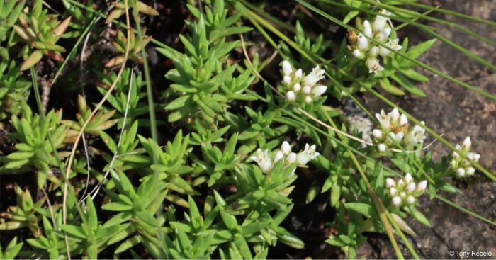 Crassula dependens