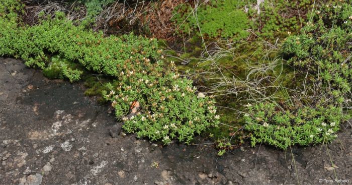 Crassula dependens in habitat in the Drakensberg