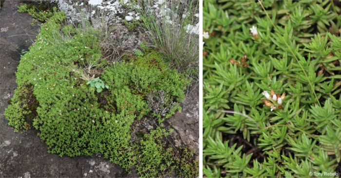 Crassula dependens in habitat 
