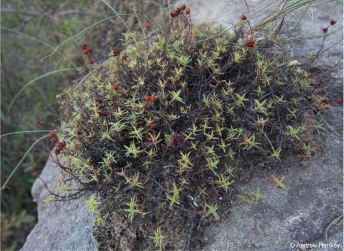 Crassula dependens in fruit in habitat 