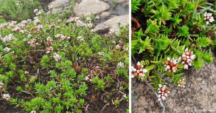 Crassula dependens in habitat in the Amathole Mountains