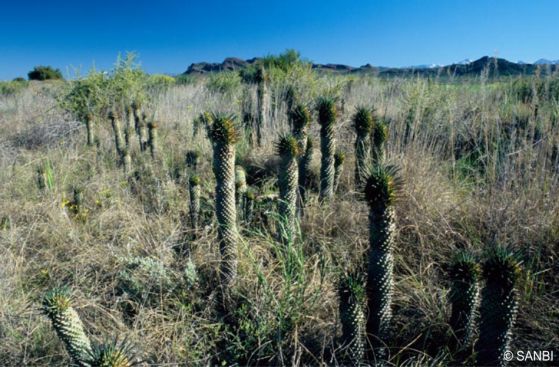 Euphorbia clandestina in habitat