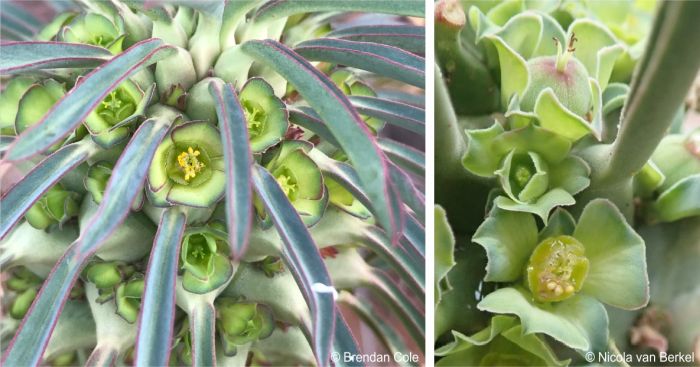 Cyathia of Euphorbia clandestina