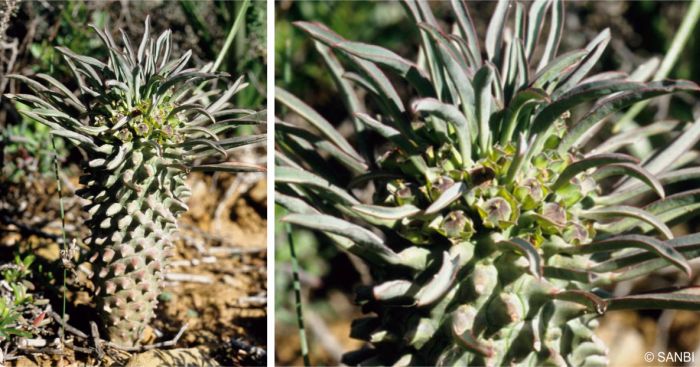 Euphorbia clandestina in habitat, with developing capsules