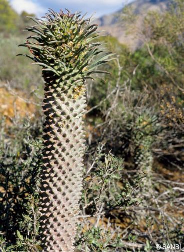 Euphorbia clandestina in habitat