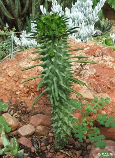 A young Euphorbia clandestina plant in cultivation in the Kirstenbosch glasshouse