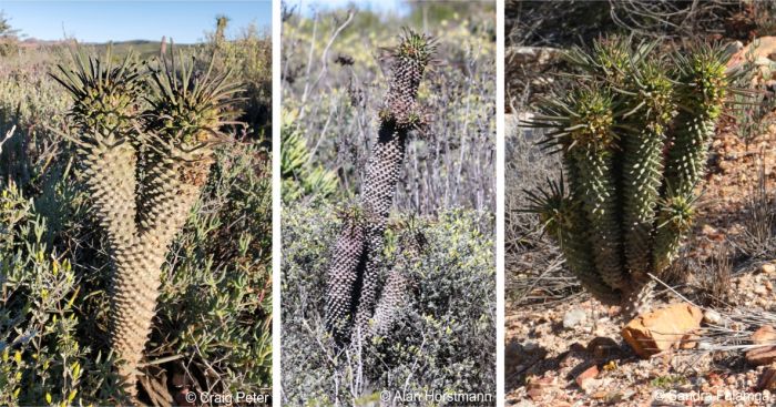 A few Euphorbia clandestina plants with branches