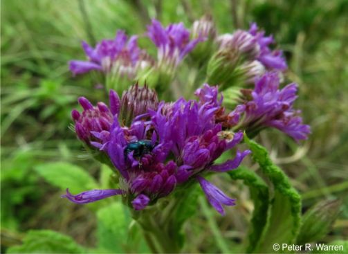 Hilliardiella flanaganii flowers attract flies, bees and butterflies