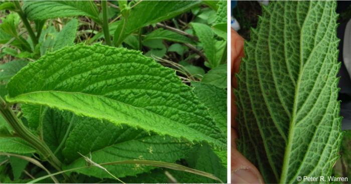 The upper surface (left) and under surface (right) of a leaf