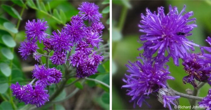Flowerhead and flowers of Hilliardiella flanaganii 