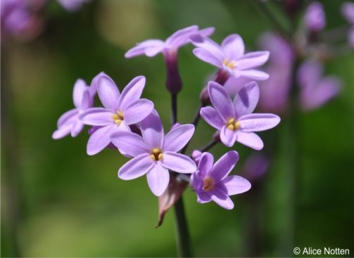 Tulbaghia maritima
