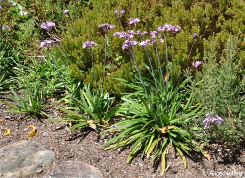 Tulbaghia maritima plants in flower in Kirstenbosch NBG