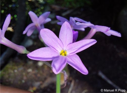 Tulbaghia maritima flower close showing the yellowish corona lobes