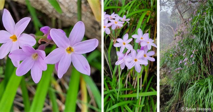 Tulbaghia maritima in flower in habitat