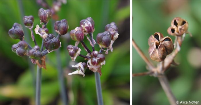 Tulbaghia maritima developing (left) and mature (right) capsules