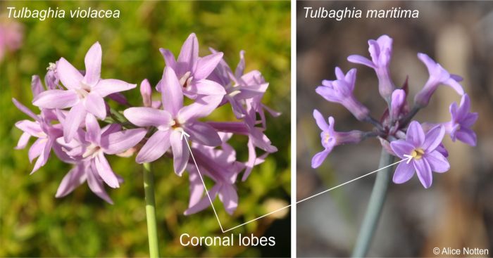 Tulbaghia maritima compared with T.violacea