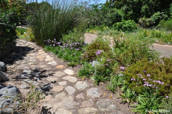 Tulbaghia maritima growing in Kirstenbosch NBG
