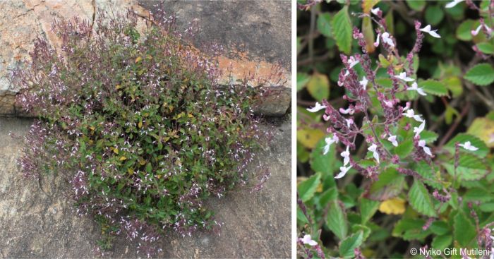 Aeollanthus rehmannii growing in a rock crevice