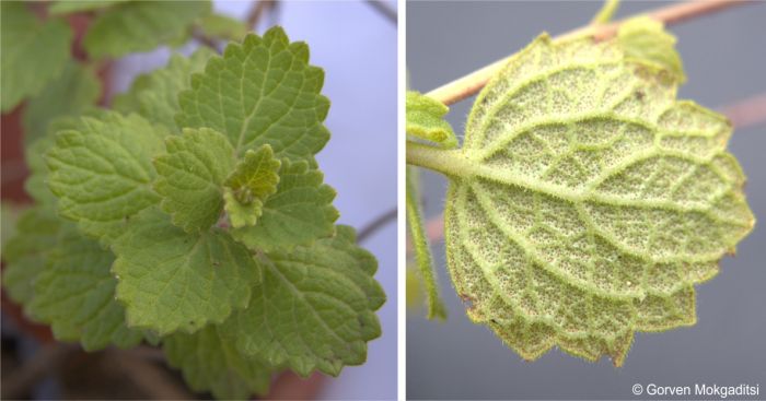 Upper and lower surface of a leaf 