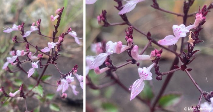 Flowers of Aeollanthus rehmannii 