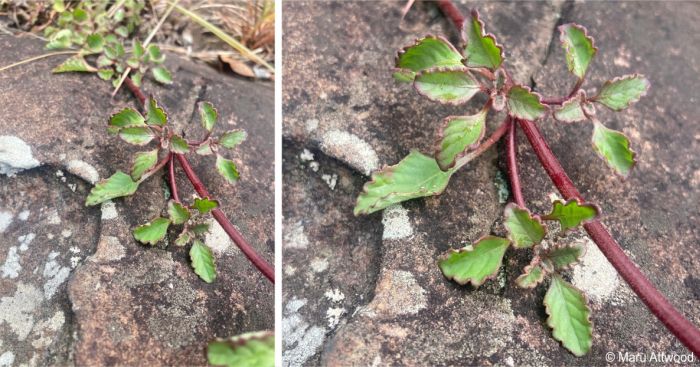 Aeollanthus rehmannii stem creeping over the rock
