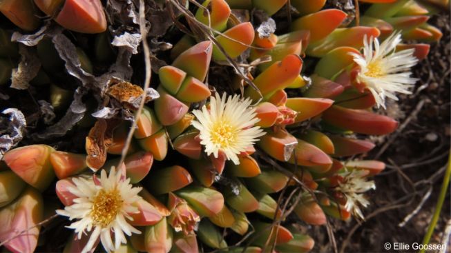 Corpuscularia lehmannii