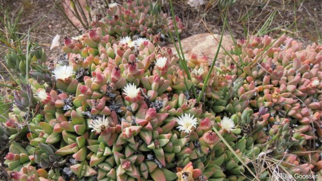 Corpuscularia lehmannii in flower