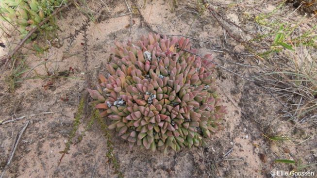 A Corpuscularia lehmannii plant in habitat
