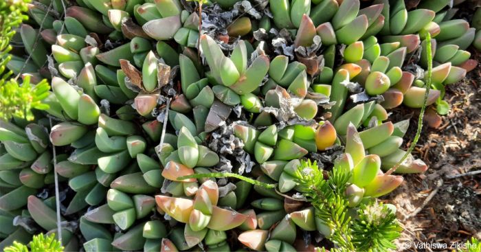 Corpuscularia lehmannii habit