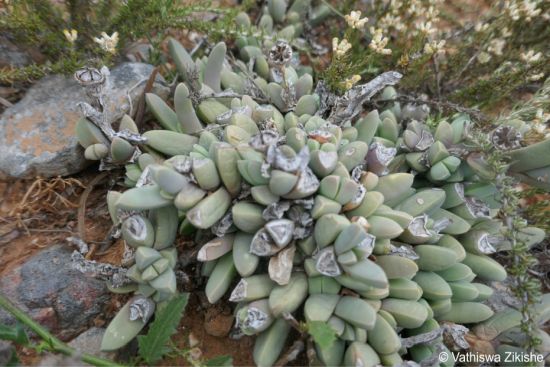 Corpuscularia lehmannii with grey leaves