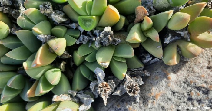 Corpuscularia lehmannii with open capsules