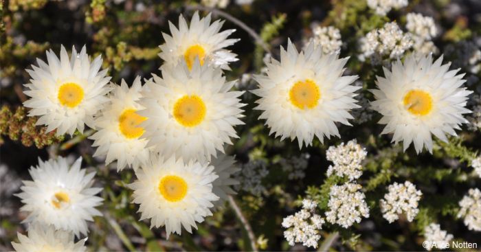 Edmondia sesamoides 