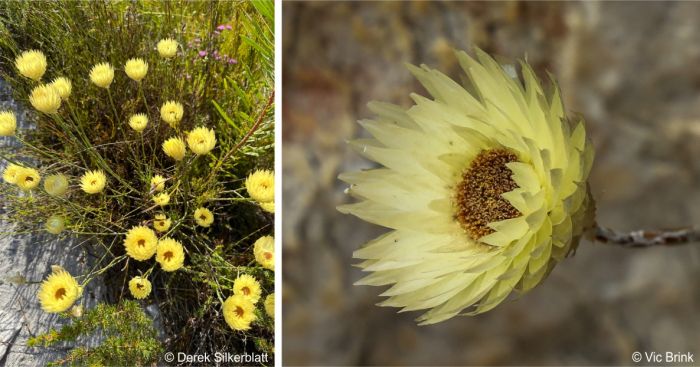 Edmondia sesamoides with pale yellow floral bracts