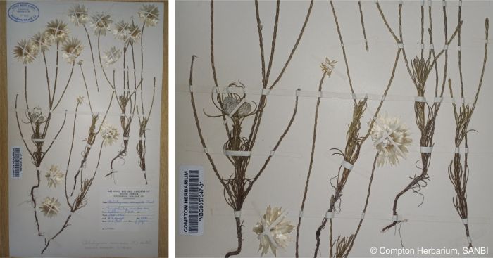 Herbarium specimen of Edmondia sesamoides showing the dimorphic leaves