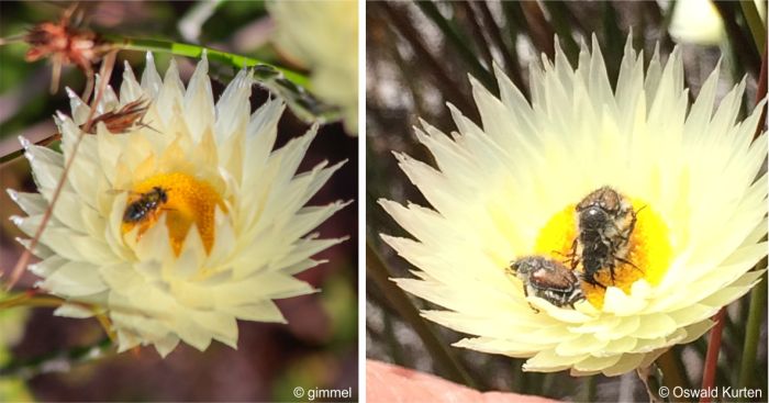 Edmondia sesamoides are visited by bees and beetles