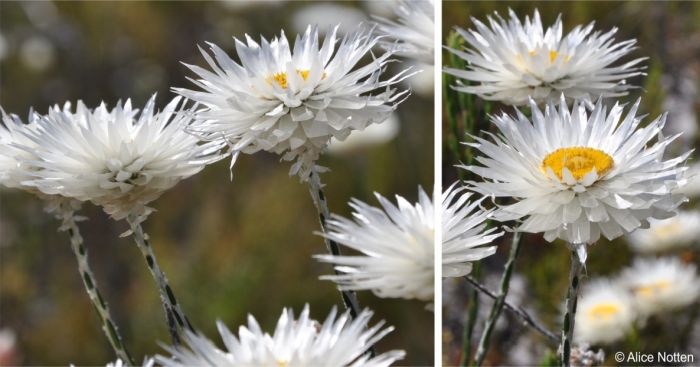 Edmondia sesamoides with white floral bracts 