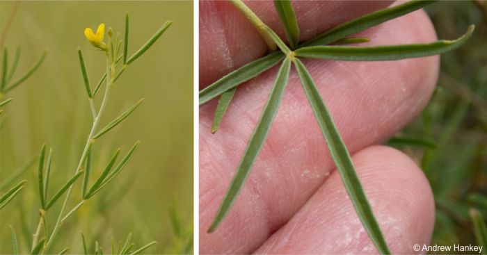 Leaves and leaflets of Melolobium subspicatum 