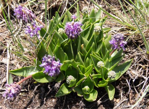 Ledebouria purpurea