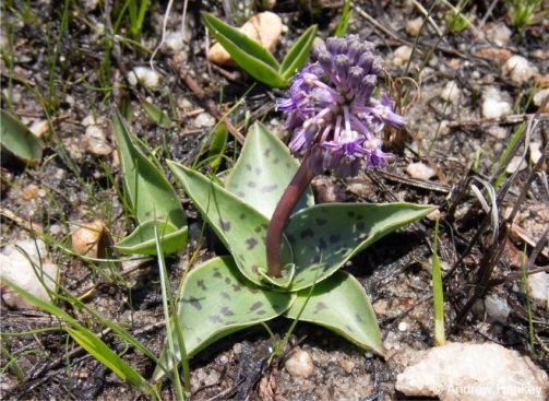 Rare spotted plant