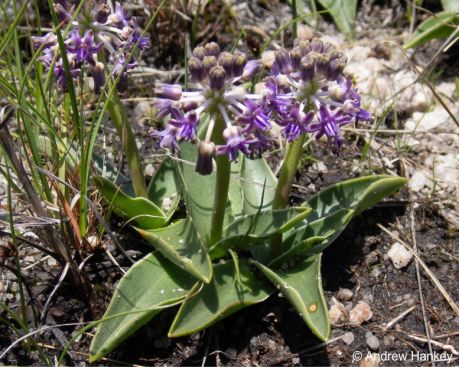 Bright purple flowers and boat-shaped leaves