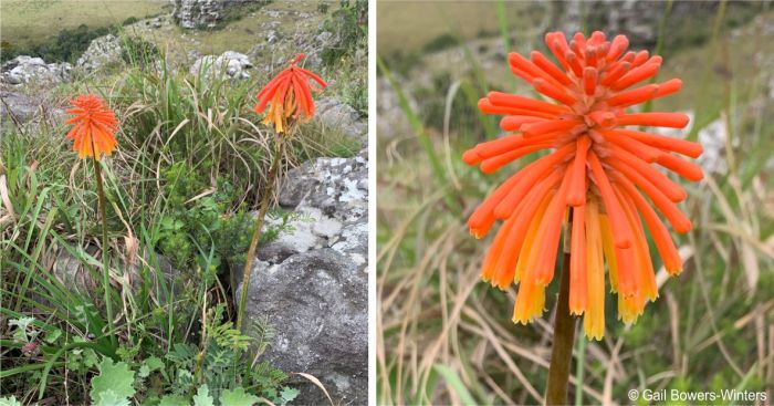 Kniphofia coddiana in flower in rocky habitat