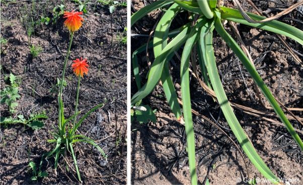 Kniphofia coddiana plant in flower showing the leaves