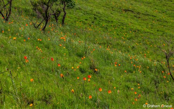 Kniphofia coddiana in habitat