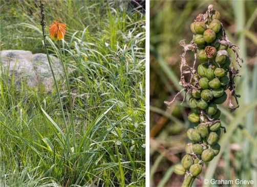 Kniphofia coddiana in fruit