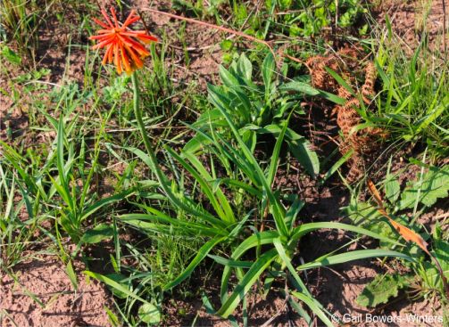 Kniphofia coddiana in flower in habitat