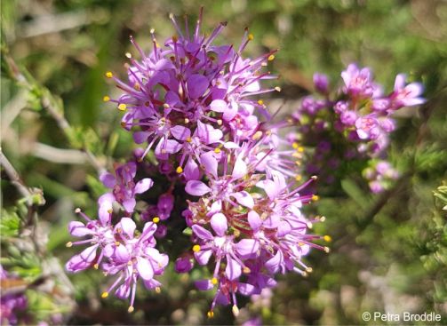 Lilac flowered form of Agathosma ciliata