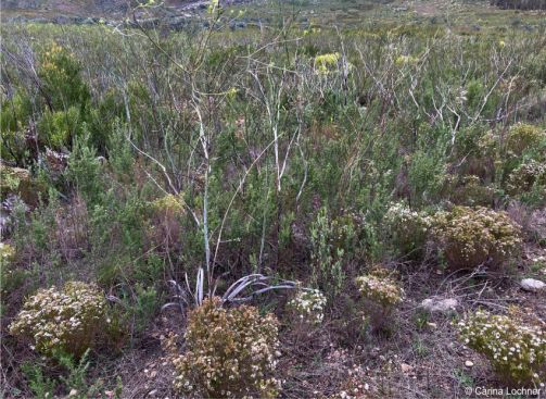 Agathosma ciliata in flower in habitat