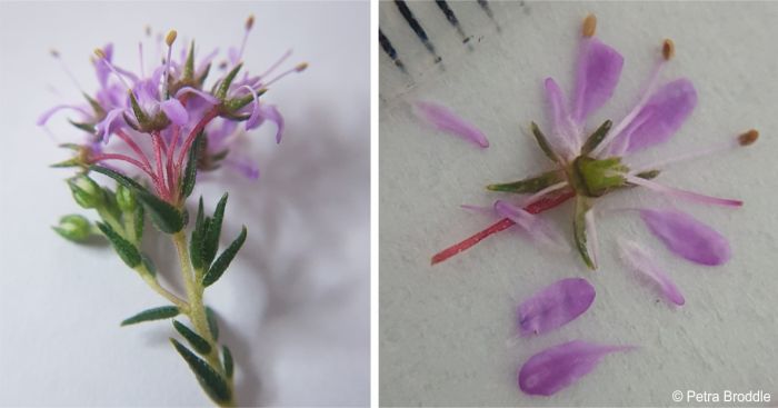 Inflorescence and flower of Agathosma ciliata