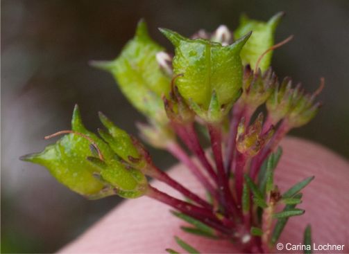 Agathosma ciliata fruit is a 2-chambered capsule