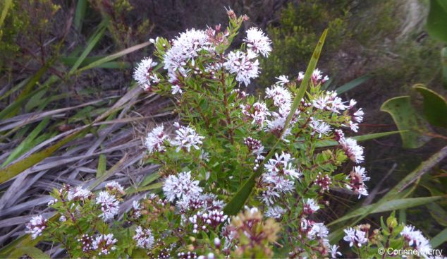 White form of Agathosma ciliata in flower